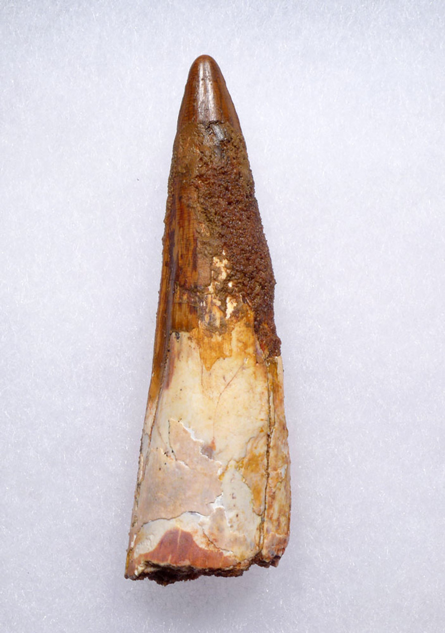 NICE AFFORDABLE 3 INCH SPINOSAURUS TOOTH DINOSAUR FOSSIL  *DT5-595