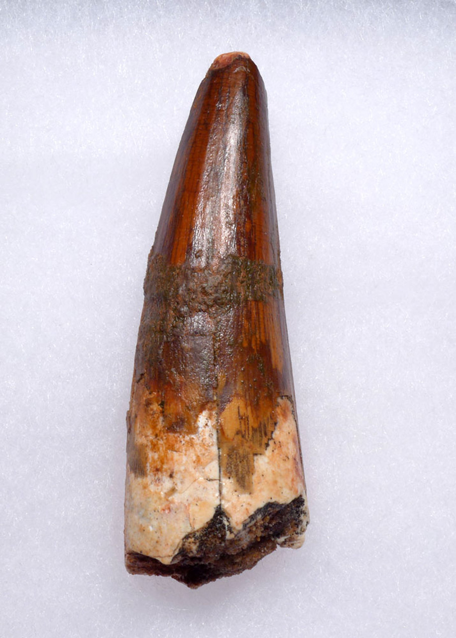 ATTRACTIVE LARGE 3 INCH SPINOSAURUS TOOTH DINOSAUR FOSSIL  *DT5-598