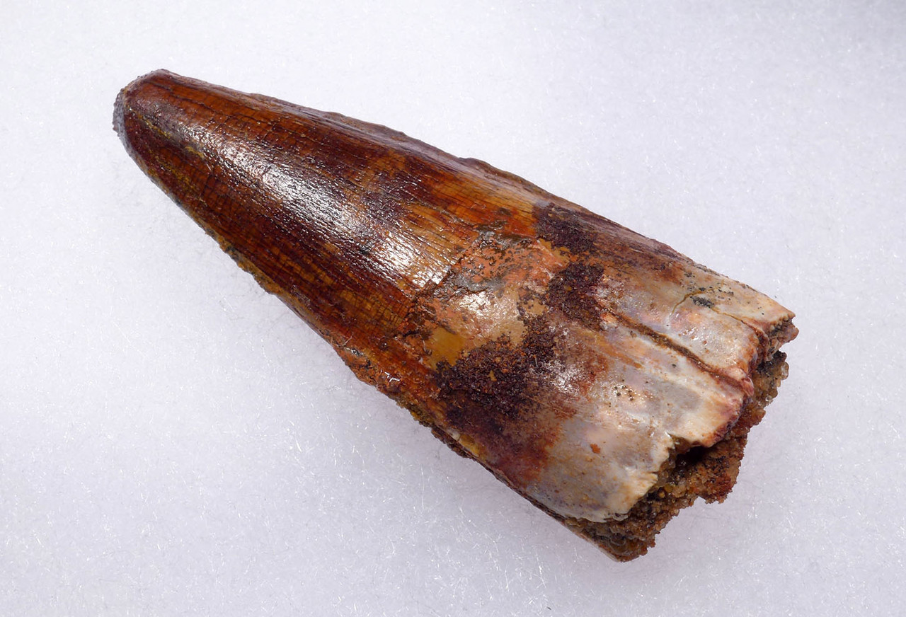 PREMIUM ROBUST UNBROKEN 2.25 INCH FOSSIL SPINOSAURUS TOOTH FROM A LARGE DINOSAUR  *DT5-601