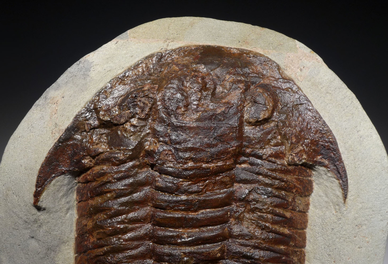 LARGE COLORFUL BASILICUS TRILOBITE FROM FEZOUATA  *TRRD02