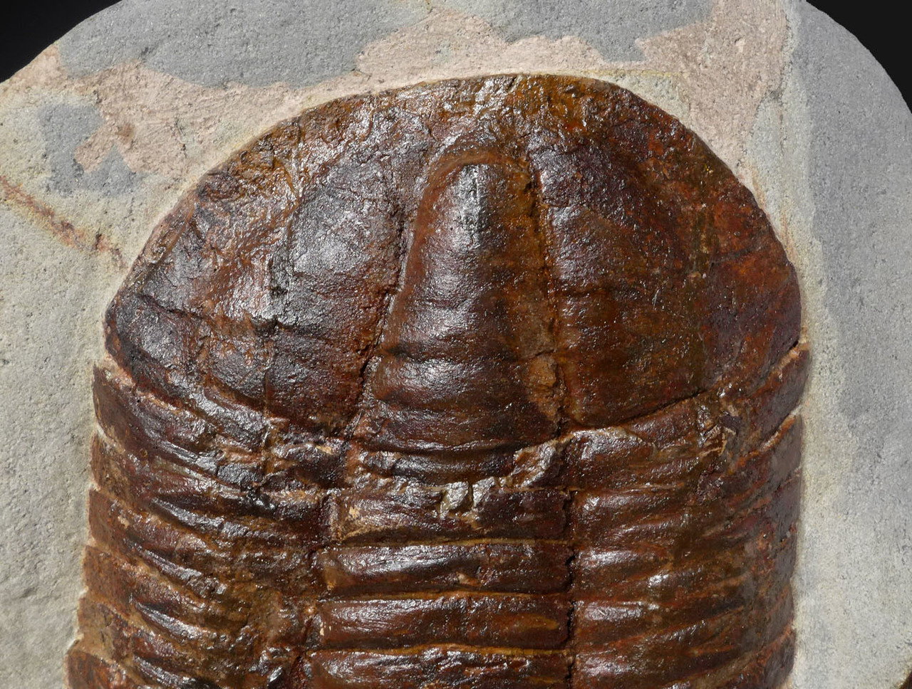 LARGE COLORFUL BASILICUS TRILOBITE FROM FEZOUATA  *TRRD02