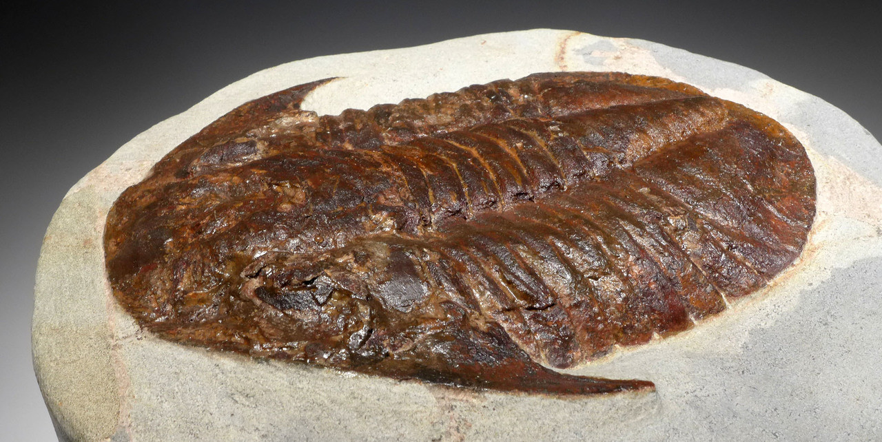 LARGE COLORFUL BASILICUS TRILOBITE FROM FEZOUATA  *TRRD02