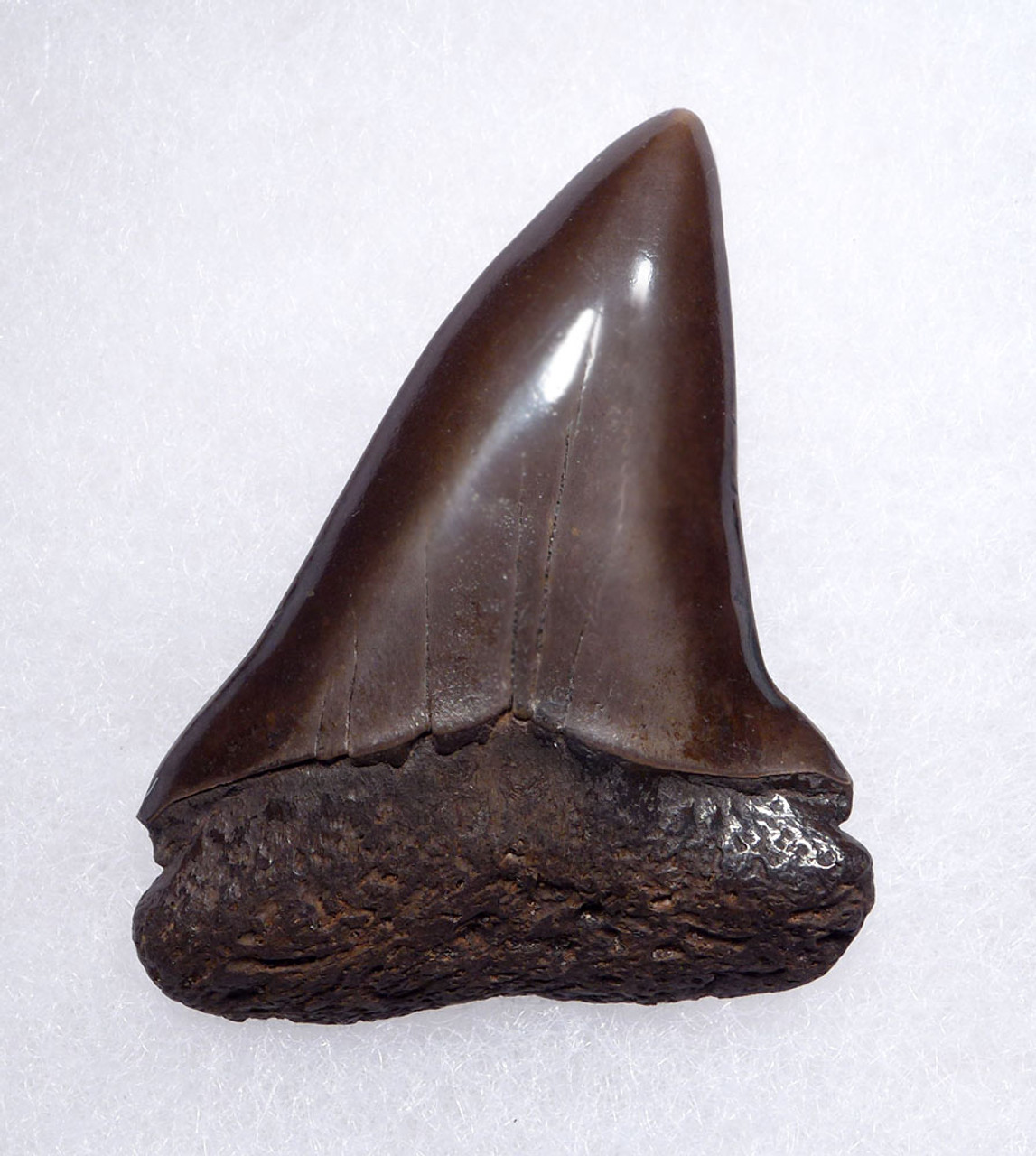 EXCELLENT 1.85 INCH USA FOSSIL SHARK TOOTH OF ISURUS HASTALIS BROAD TOOTH MAKO WITH CHATOYANT BRONZE ENAMEL  *SHX157