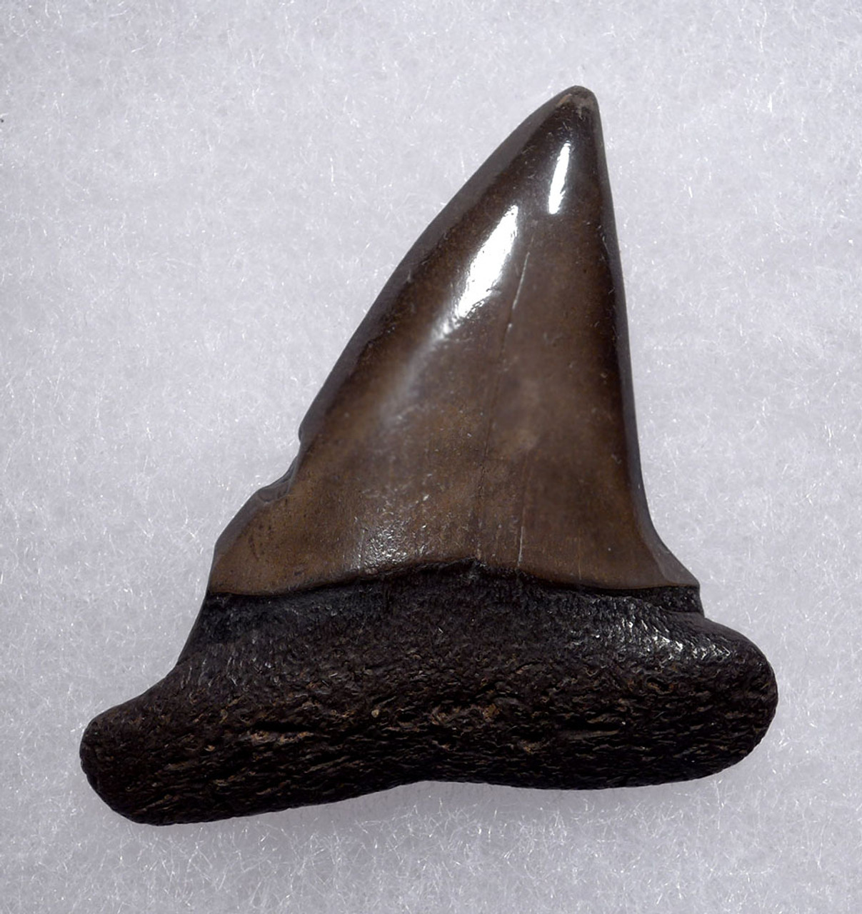 2.1 INCH USA FOSSIL SHARK TOOTH OF ISURUS HASTALIS BROAD TOOTH MAKO WITH CHATOYANT BRONZE ENAMEL  *SHX161
