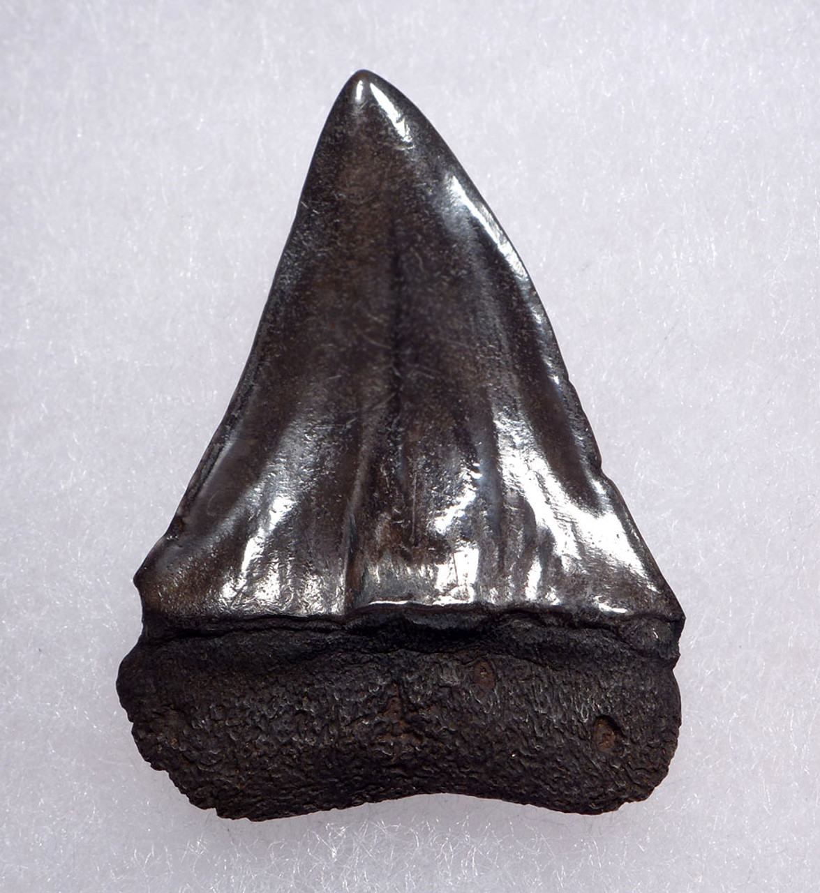 CHOICE 1.75 INCH USA FOSSIL SHARK TOOTH OF ISURUS HASTALIS BROAD TOOTH MAKO WITH CHATOYANT BRONZE ENAMEL  *SHX164