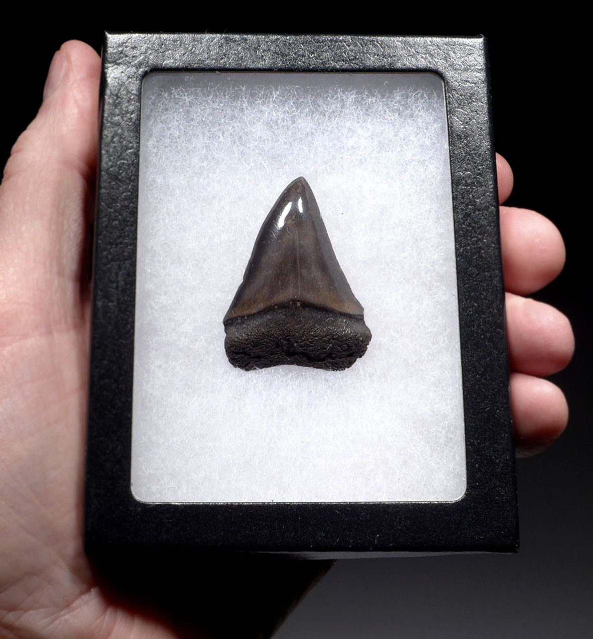 CHOICE 1.75 INCH USA FOSSIL SHARK TOOTH OF ISURUS HASTALIS BROAD TOOTH MAKO WITH CHATOYANT BRONZE ENAMEL  *SHX164