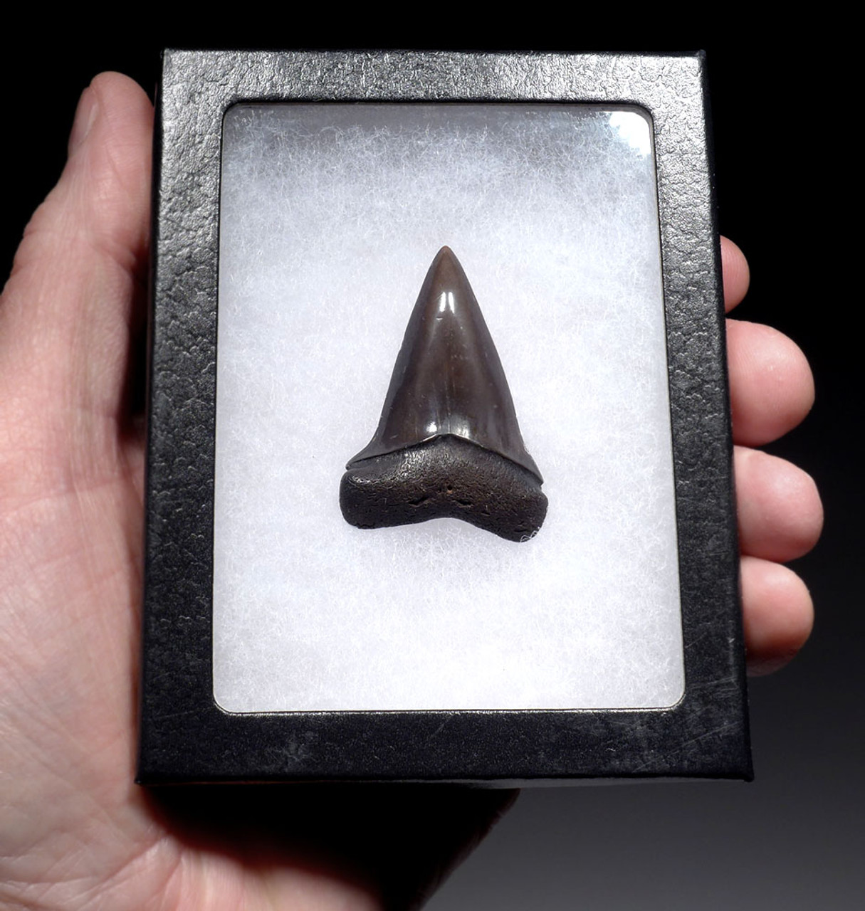 SUPERB 1.8 INCH USA FOSSIL SHARK TOOTH OF ISURUS HASTALIS BROAD TOOTH MAKO WITH CHATOYANT BRONZE ENAMEL  *SHX163