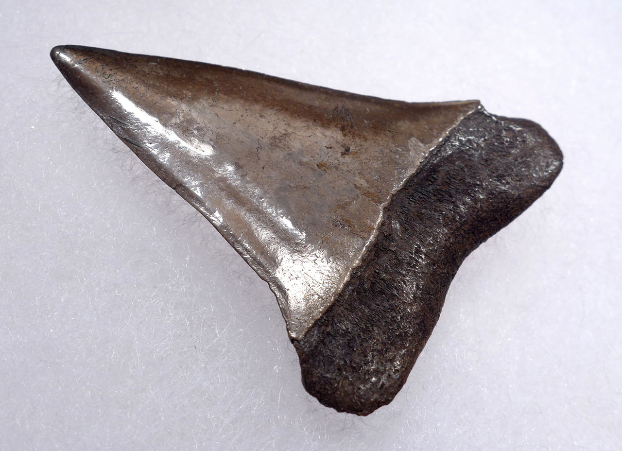 SUPERB 1.7 INCH USA FOSSIL SHARK TOOTH OF ISURUS HASTALIS BROAD TOOTH MAKO WITH CHATOYANT PLATINUM ENAMEL  *SHX158