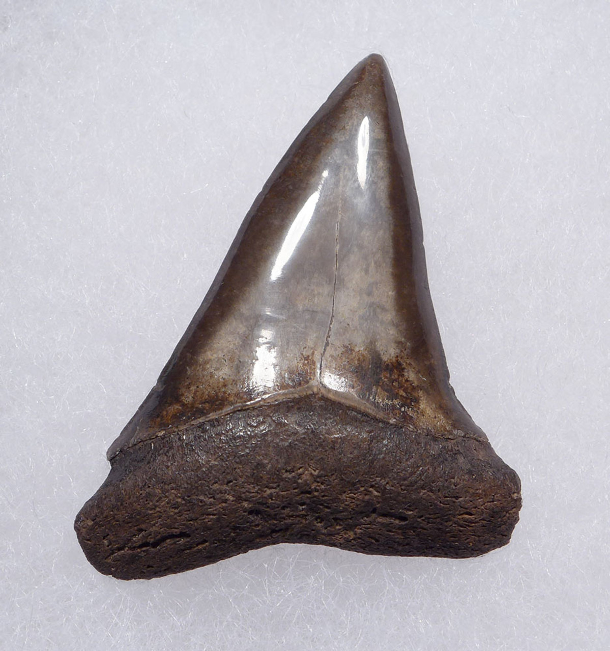 SUPERB 1.7 INCH USA FOSSIL SHARK TOOTH OF ISURUS HASTALIS BROAD TOOTH MAKO WITH CHATOYANT PLATINUM ENAMEL  *SHX158