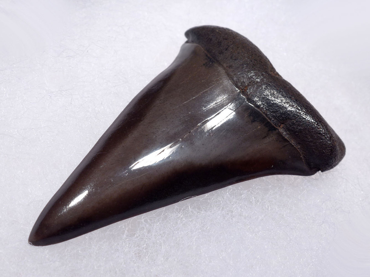 CHOICE 2 INCH GEORGIA FOSSIL SHARK TOOTH OF ISURUS HASTALIS BROAD TOOTH MAKO WITH CHATOYANT GUNMETAL ENAMEL  *SHX138