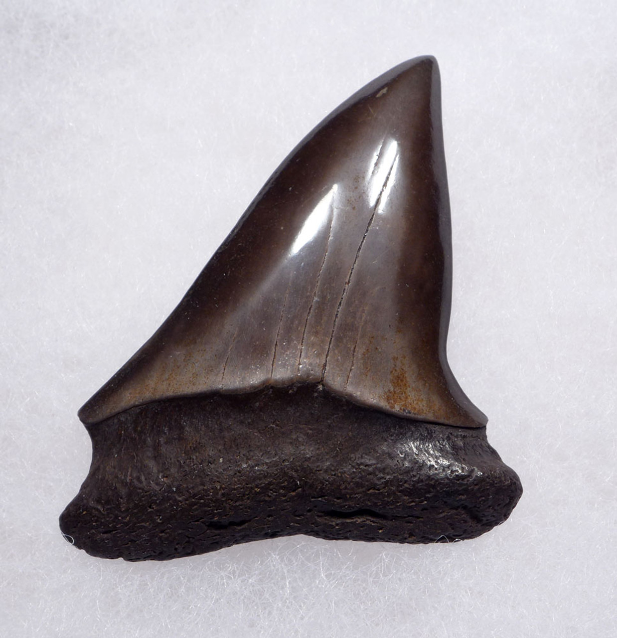 BEAUTIFUL 2.1 INCH GEORGIA FOSSIL SHARK TOOTH OF ISURUS HASTALIS BROAD TOOTH MAKO WITH CHATOYANT BRONZE ENAMEL  *SHX141