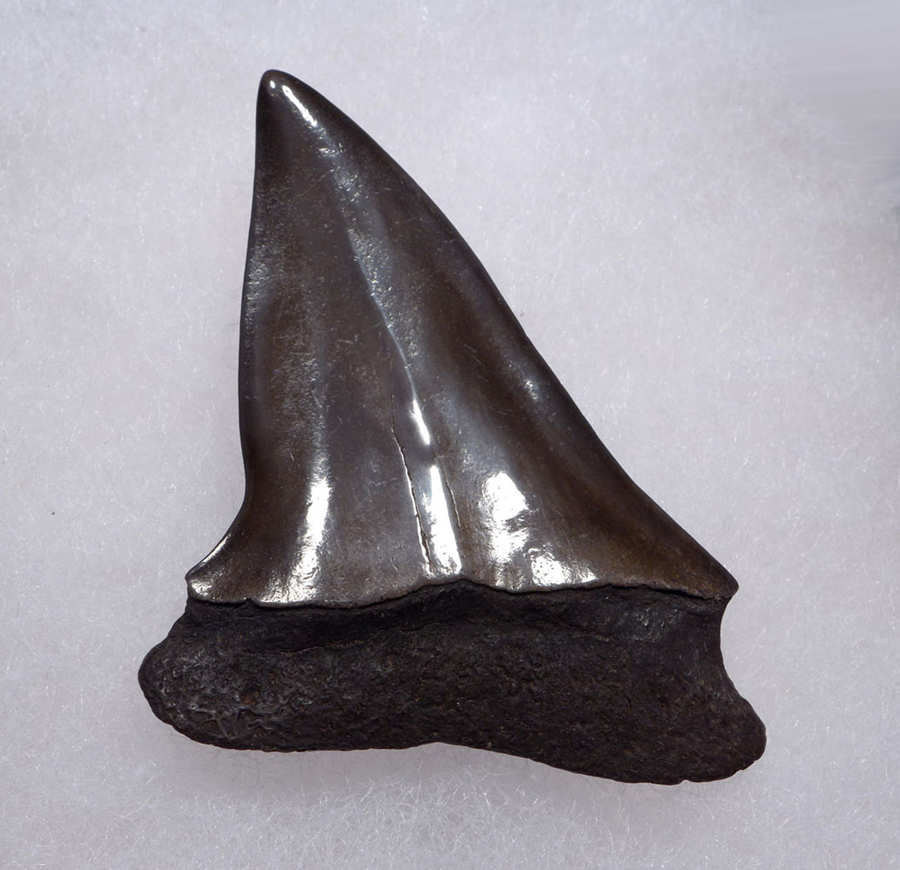 BEAUTIFUL 2.1 INCH GEORGIA FOSSIL SHARK TOOTH OF ISURUS HASTALIS BROAD TOOTH MAKO WITH CHATOYANT BRONZE ENAMEL  *SHX141