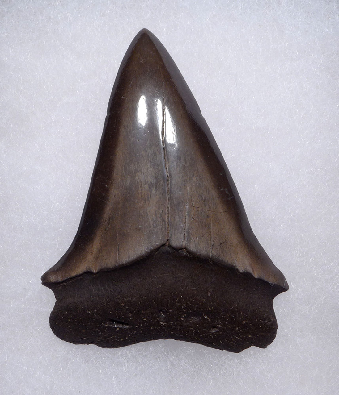 IMPRESSIVE 2.25 INCH GEORGIA ISURUS HASTALIS BROAD TOOTH MAKO FOSSIL SHARK TOOTH WITH WARM PLATINUM CHATOYANT ENAMEL  *SHX137