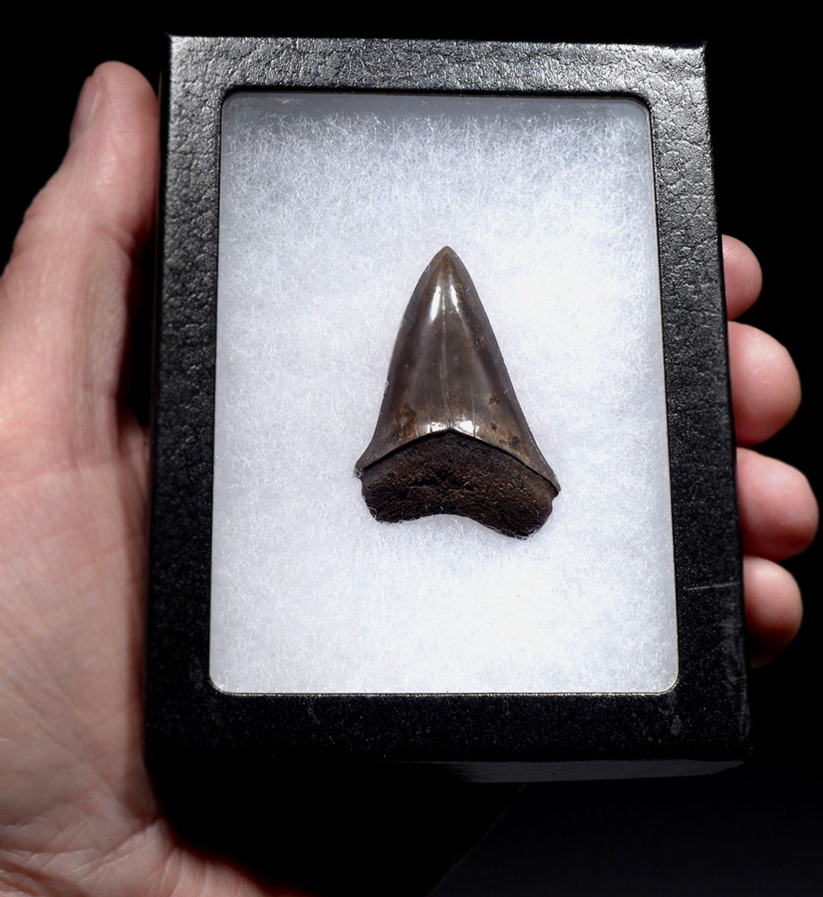 FINE 1.85 INCH GEORGIA FOSSIL SHARK TOOTH OF ISURUS HASTALIS BROAD TOOTH MAKO WITH CHATOYANT BRONZE ENAMEL  *SHX162