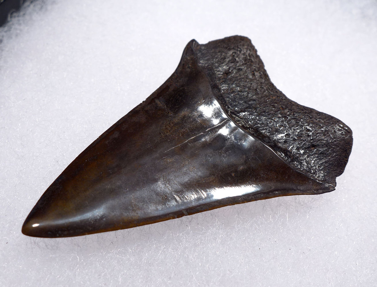 FINE 1.85 INCH GEORGIA FOSSIL SHARK TOOTH OF ISURUS HASTALIS BROAD TOOTH MAKO WITH CHATOYANT BRONZE ENAMEL  *SHX162