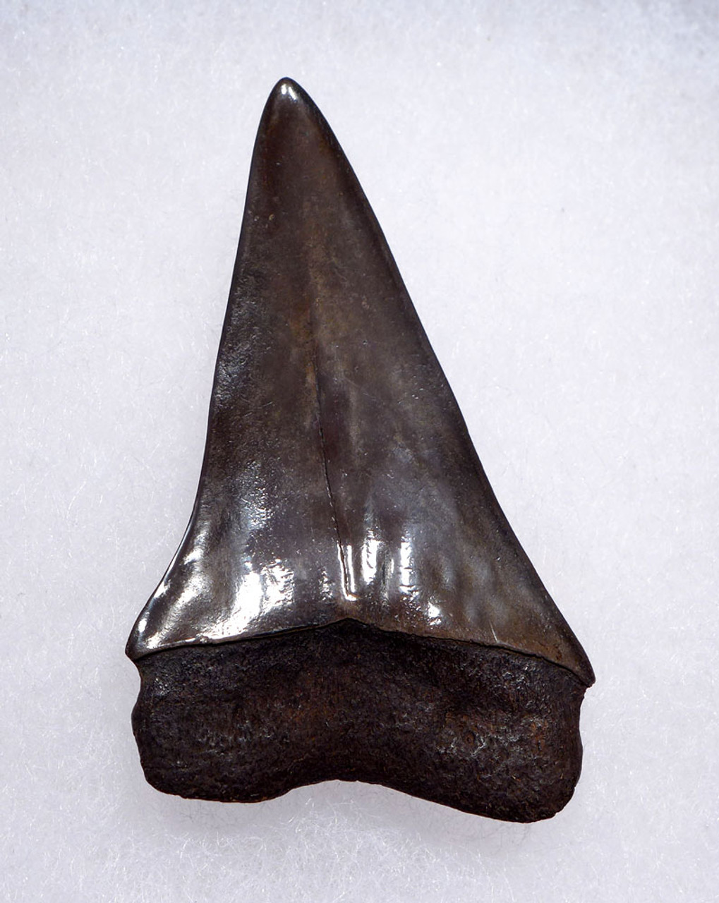 COLLECTOR GRADE 2 INCH GEORGIA FOSSIL SHARK TOOTH OF ISURUS HASTALIS BROAD TOOTH MAKO WITH CHATOYANT GUNMETAL ENAMEL  *SHX159