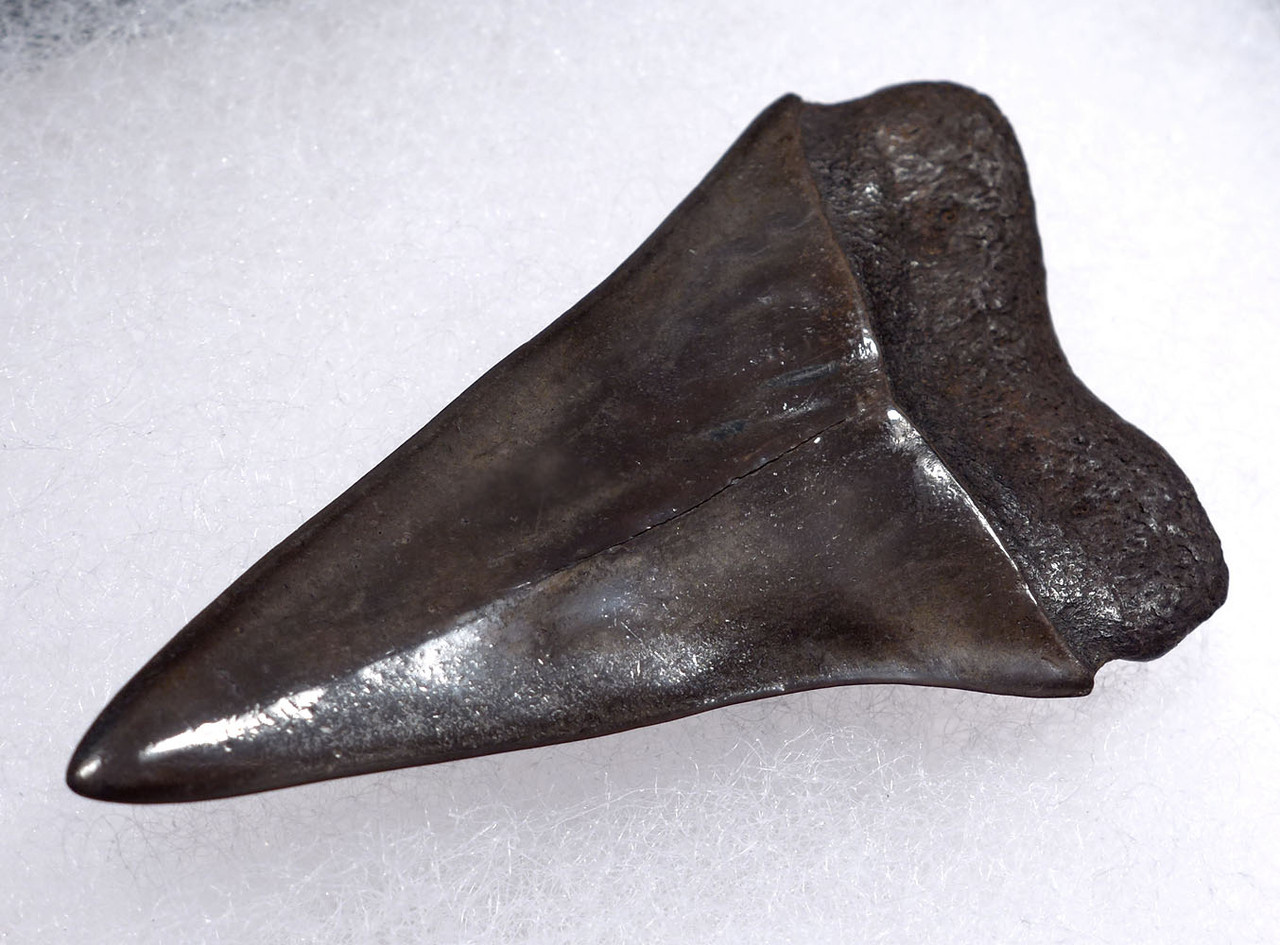 COLLECTOR GRADE 2 INCH GEORGIA FOSSIL SHARK TOOTH OF ISURUS HASTALIS BROAD TOOTH MAKO WITH CHATOYANT GUNMETAL ENAMEL  *SHX159