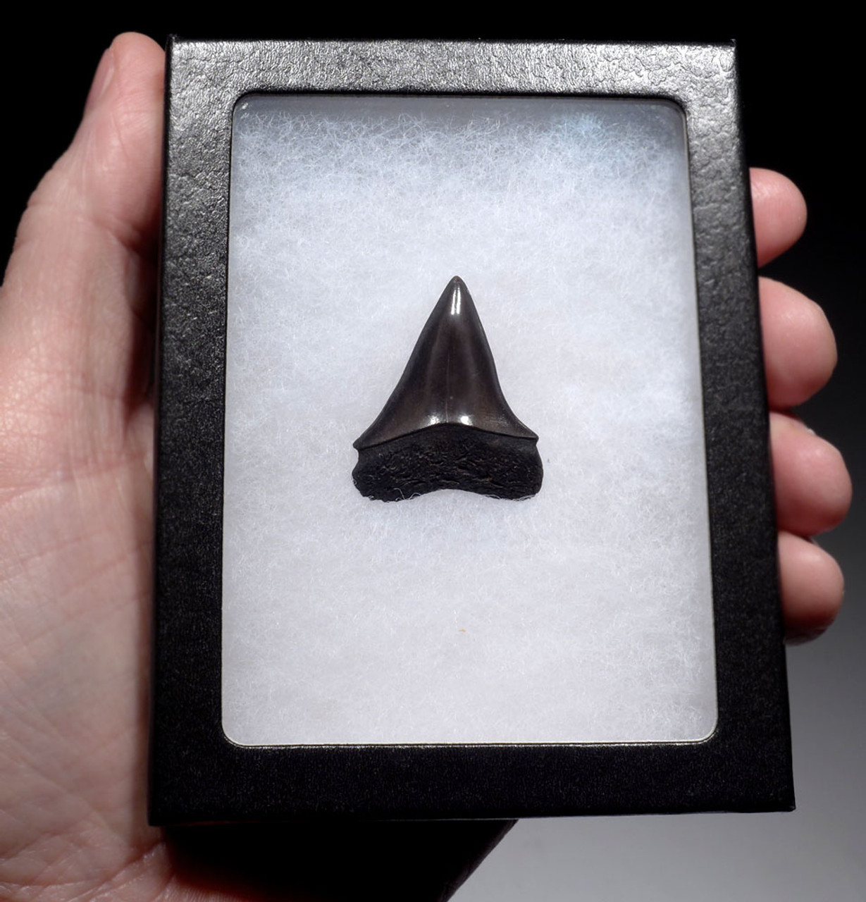 SUPERB 1.35 INCH GEORGIA FOSSIL SHARK TOOTH OF ISURUS HASTALIS BROAD TOOTH MAKO WITH CHATOYANT BRONZE ENAMEL  *SHX140