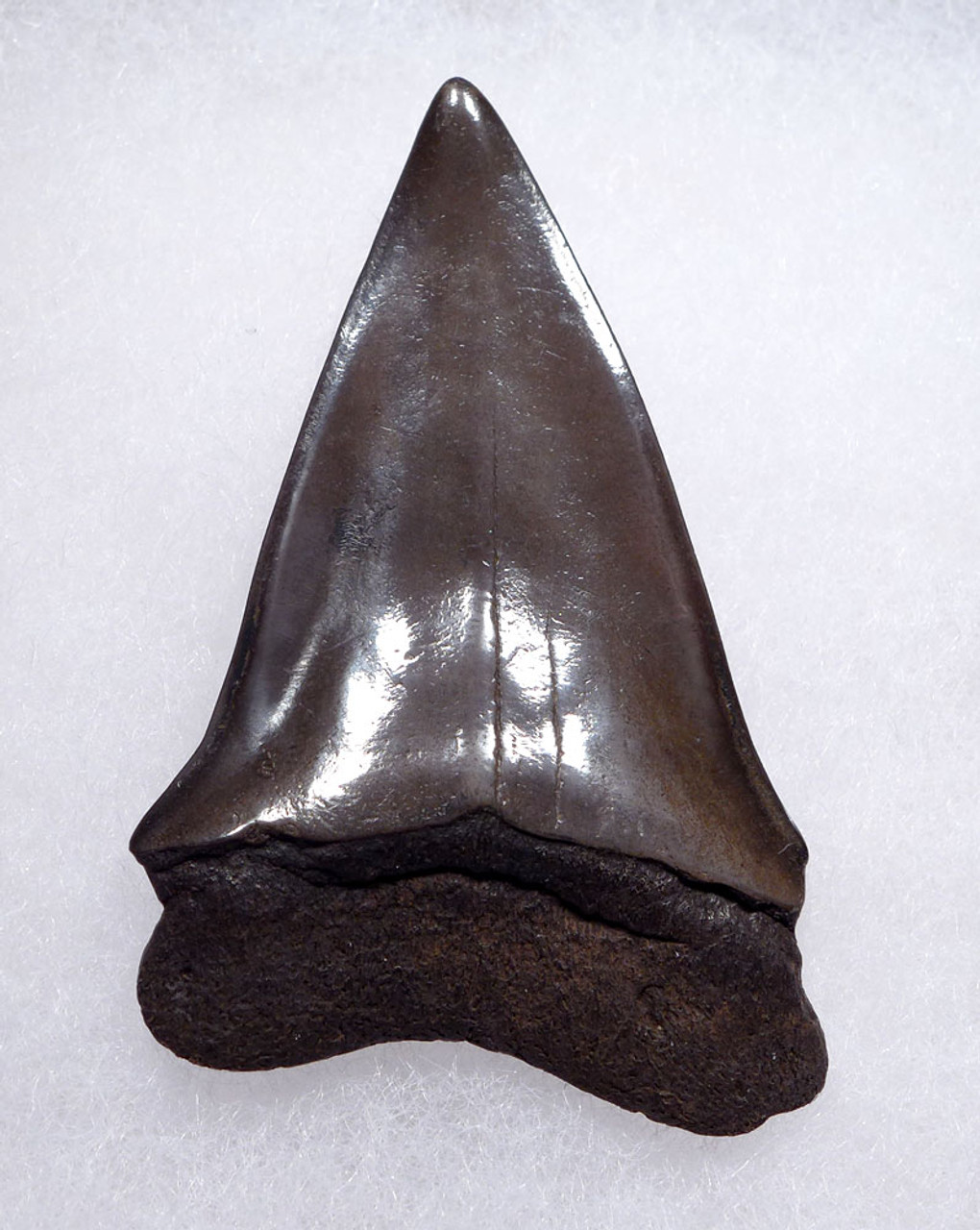 TOP COLLECTOR GRADE 2.2 INCH GEORGIA FOSSIL SHARK TOOTH OF ISURUS HASTALIS BROAD TOOTH MAKO WITH CHATOYANT PLATINUM ENAMEL  *SHX147