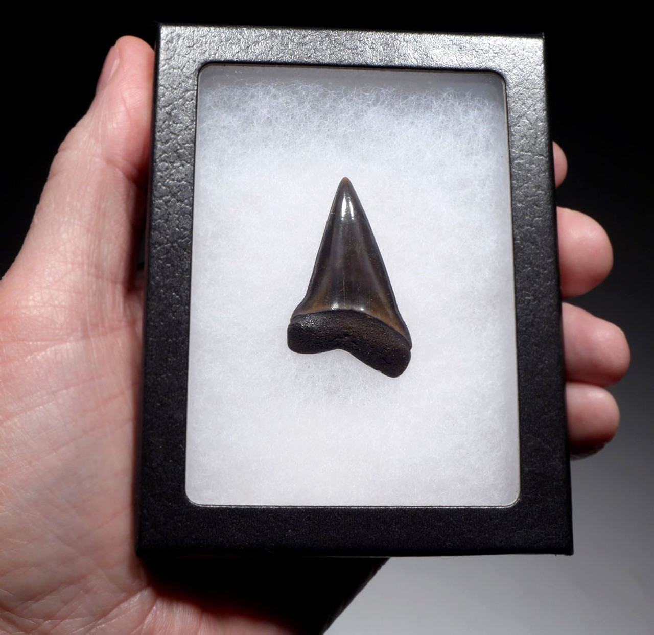 SUPERB 1.7 INCH GEORGIA FOSSIL SHARK TOOTH OF ISURUS HASTALIS BROAD TOOTH MAKO WITH CHATOYANT PLATINUM ENAMEL  *SHX139