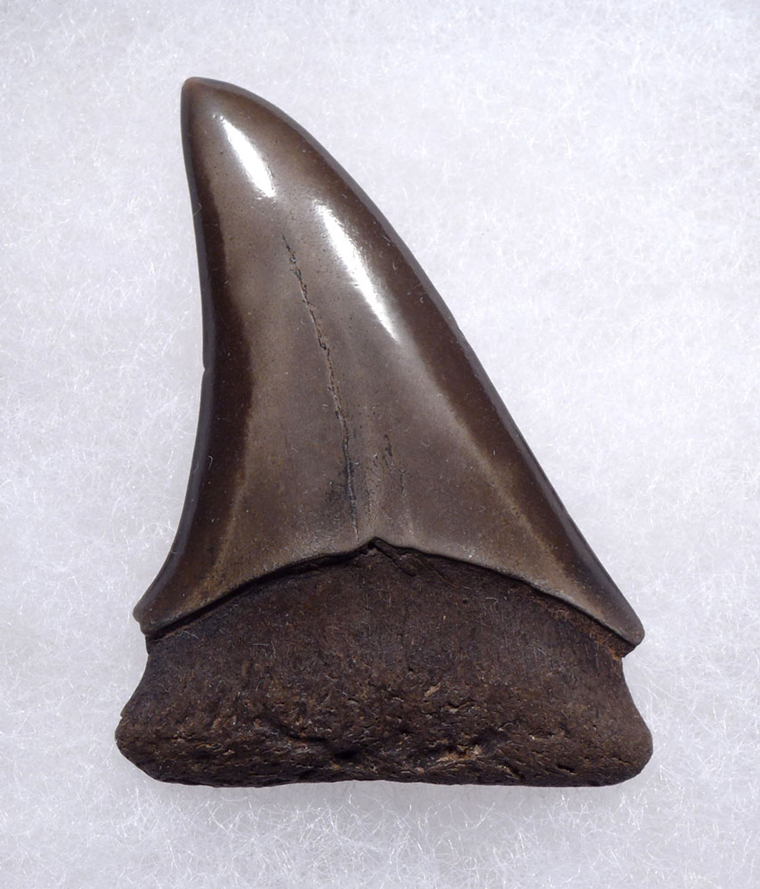 BEAUTIFUL 2.1 INCH GEORGIA FOSSIL SHARK TOOTH OF ISURUS HASTALIS BROAD TOOTH MAKO WITH CHATOYANT BRONZE ENAMEL  *SHX145