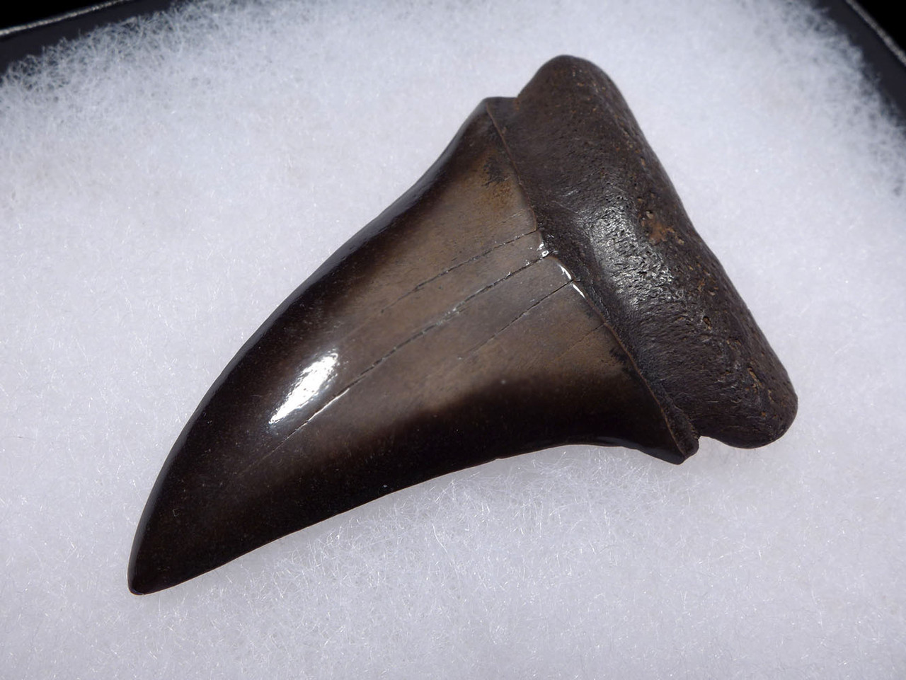 LARGE COLLECTOR GRADE 2.35 INCH GEORGIA FOSSIL SHARK TOOTH OF ISURUS HASTALIS BROAD TOOTH MAKO WITH CHATOYANT PLATINUM ENAMEL  *SHX143