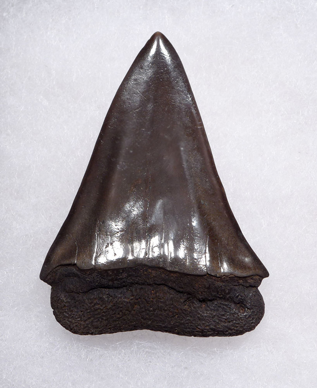 IMPRESSIVE 1.9 INCH GEORGIA FOSSIL SHARK TOOTH OF ISURUS HASTALIS BROAD TOOTH MAKO WITH CHATOYANT GUNMETAL ENAMEL  *SHX160