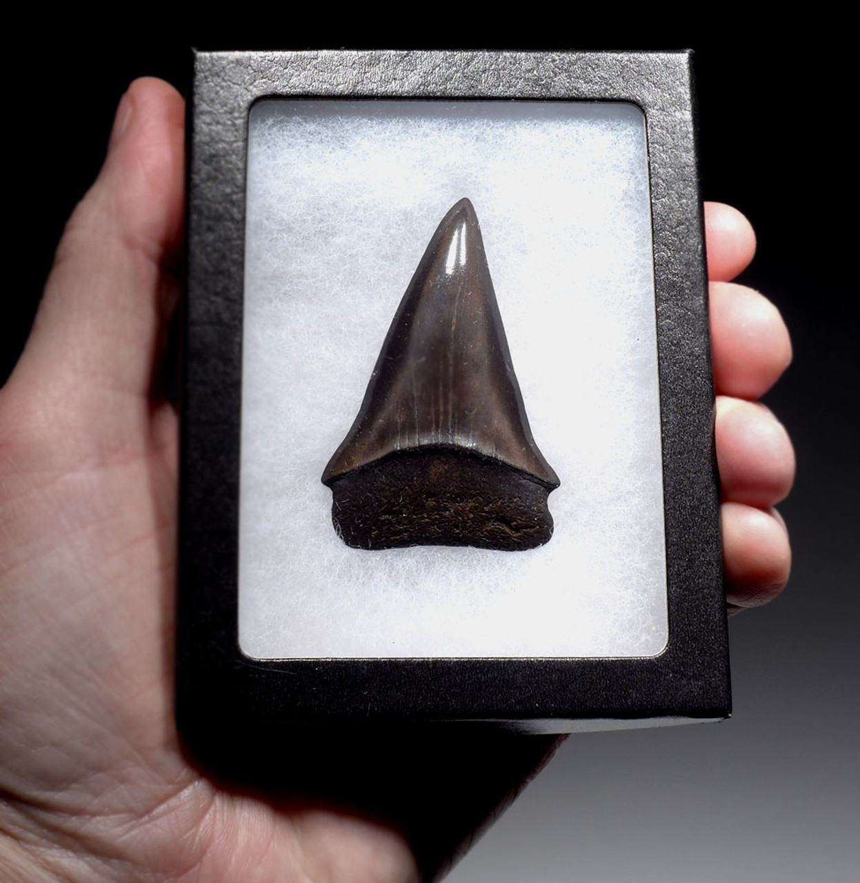 LARGE COLLECTOR GRADE 2.45 INCH GEORGIA FOSSIL SHARK TOOTH OF ISURUS HASTALIS BROAD TOOTH MAKO WITH CHATOYANT PLATINUM ENAMEL  *SHX151