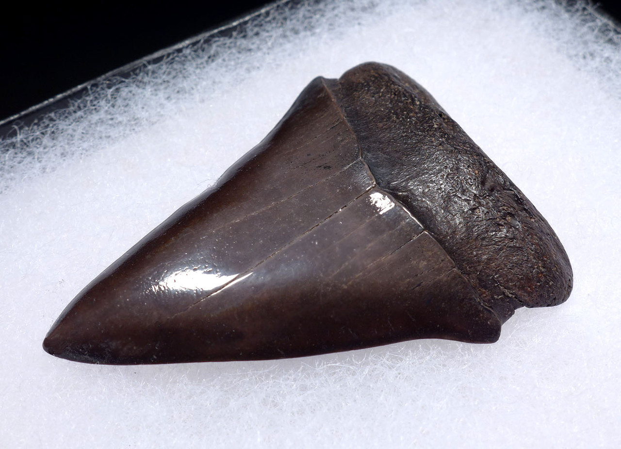 LARGE COLLECTOR GRADE 2.25 INCH GEORGIA FOSSIL SHARK TOOTH OF ISURUS HASTALIS BROAD TOOTH MAKO WITH CHATOYANT PLATINUM ENAMEL  *SHX153