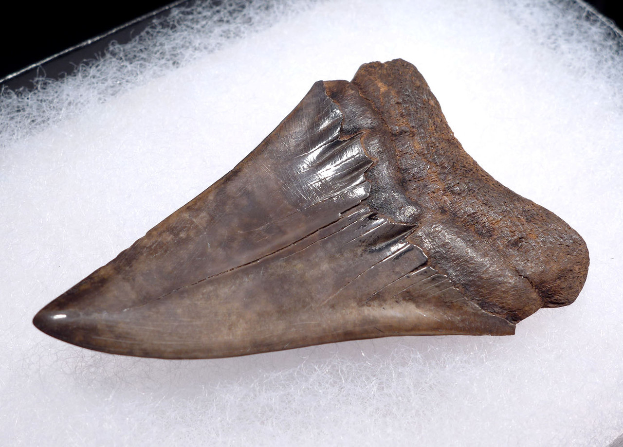 LARGE MOTTLED BRONZE COLLECTOR GRADE 2.45 INCH ISURUS HASTALIS BROAD TOOTH MAKO  GEORGIA FOSSIL SHARK TOOTH WITH CHATOYANT ENAMEL  *SHX146