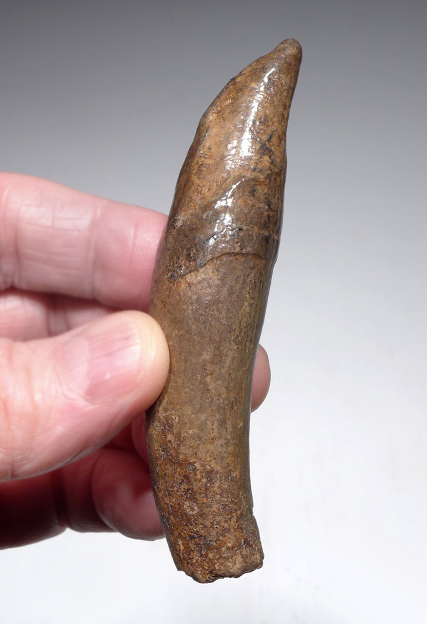 OUR BEST AND LAST GEORGIA USA COLORFUL FOSSIL SPERM WHALE TOOTH WITH FULL CROWN AND ROOT  *WH062