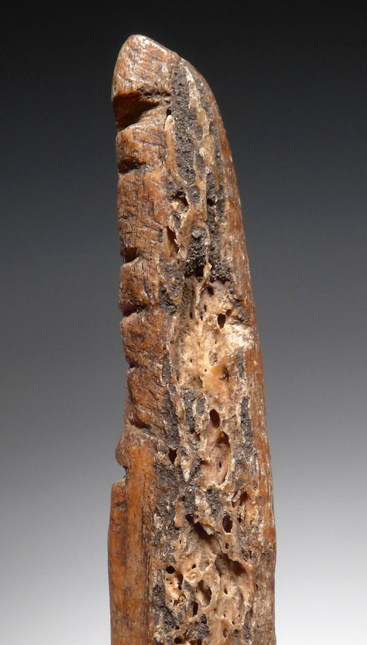 RARE RUSSIAN NEOLITHIC VOLOSOVO CULTURE BONE TOOL WITH CUT TALLY MARKS FROM RUSSIA    *N275