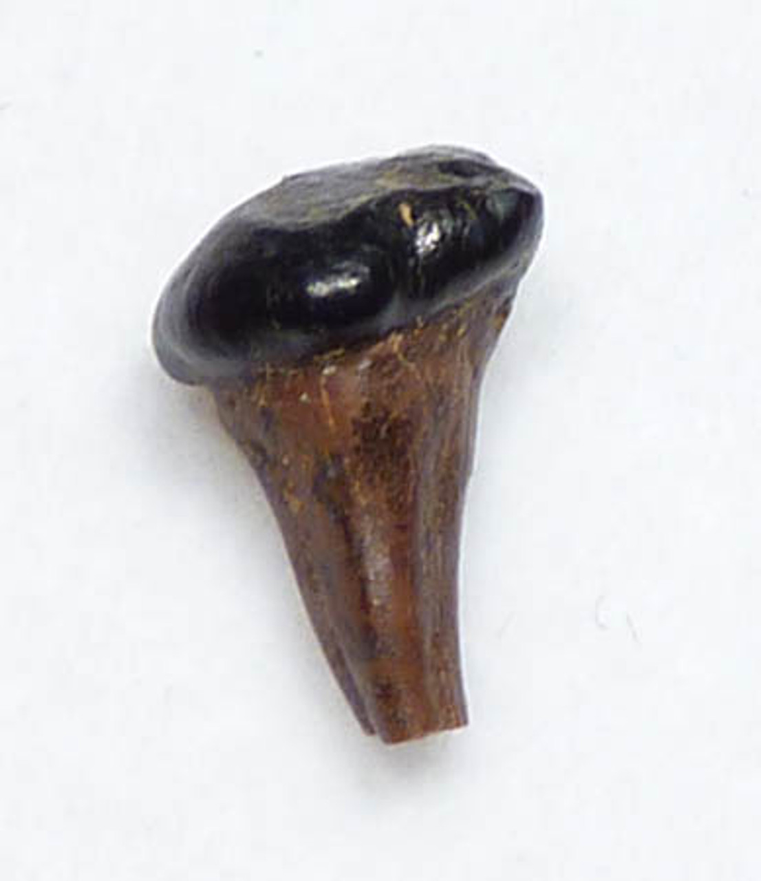 LARGE DINOSAUR-ERA MESOZOIC MARSUPIAL MAMMAL FOSSIL DIDELPHODON PRE-MOLAR WITH INTACT CROWN AND ROOTS *MM005