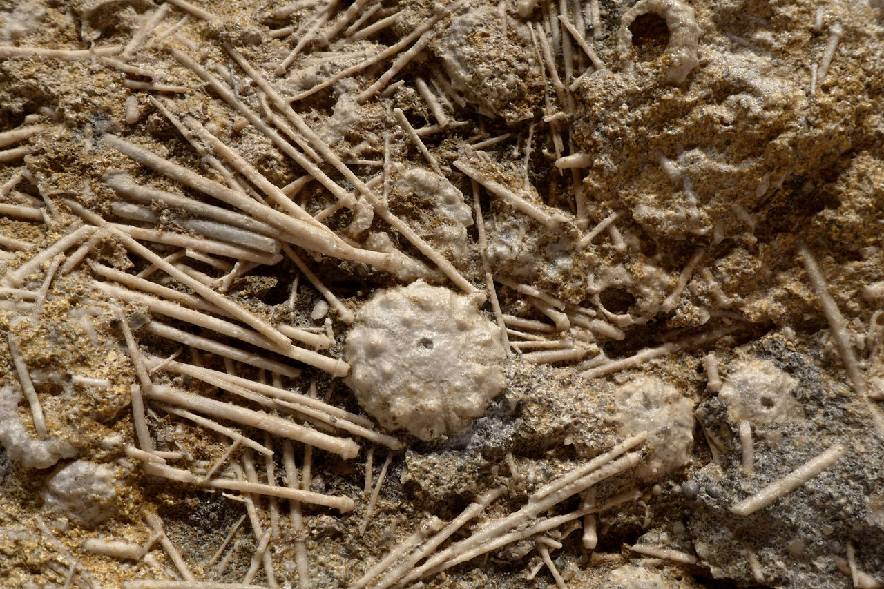 LARGE JURASSIC SEA URCHIN ECHINOID MASS EXTINCTION OCEAN FOSSIL FROM FRANCE *EC003