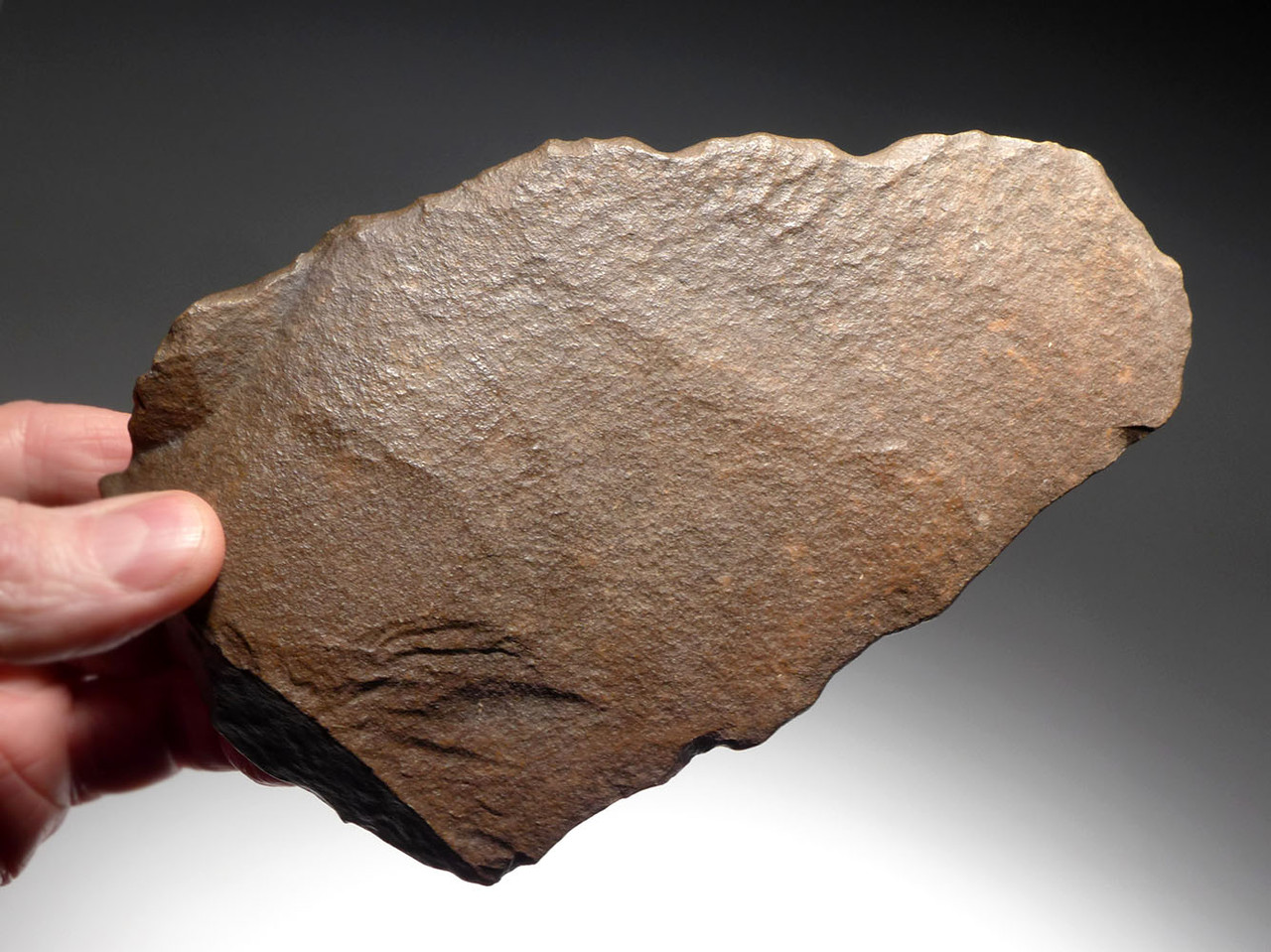 LARGE STONE AGE ACHEULEAN SCRAPER BLADE MADE BY HOMO ERGASTER OF LOWER PALEOLITHIC AFRICA  *ACH416