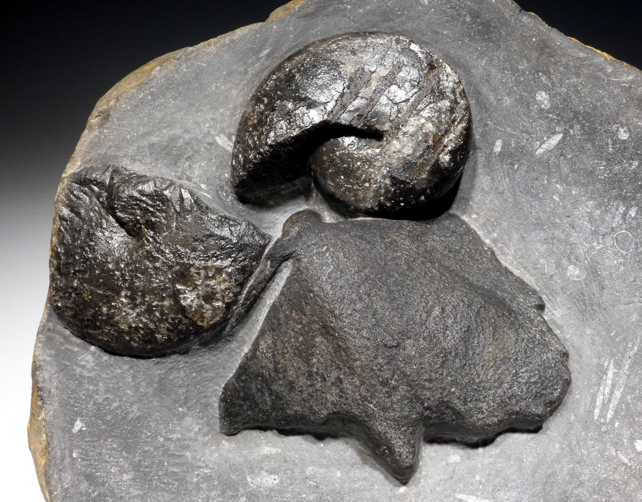 RARE DEVONIAN PRIMITIVE PLACODERM ARMORED FISH SKULL WITH