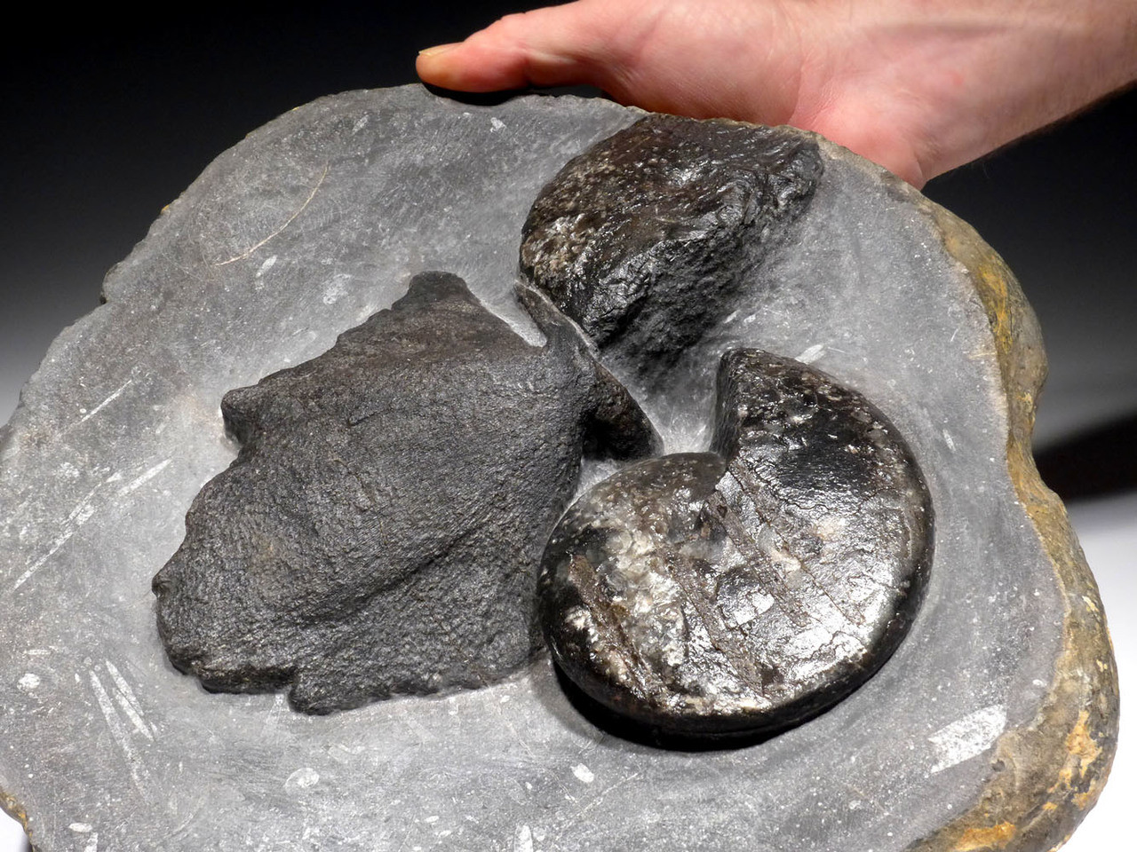 RARE DEVONIAN PRIMITIVE PLACODERM ARMORED FISH SKULL WITH