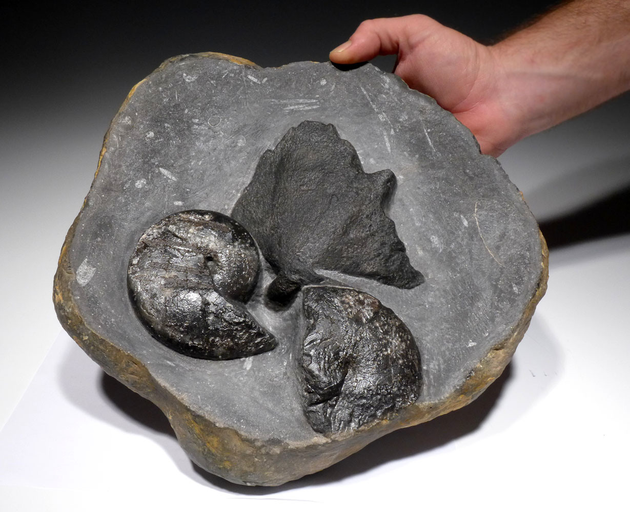 RARE DEVONIAN PRIMITIVE PLACODERM ARMORED FISH SKULL WITH
