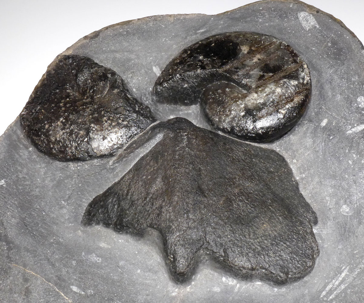 RARE DEVONIAN PRIMITIVE PLACODERM ARMORED FISH SKULL WITH