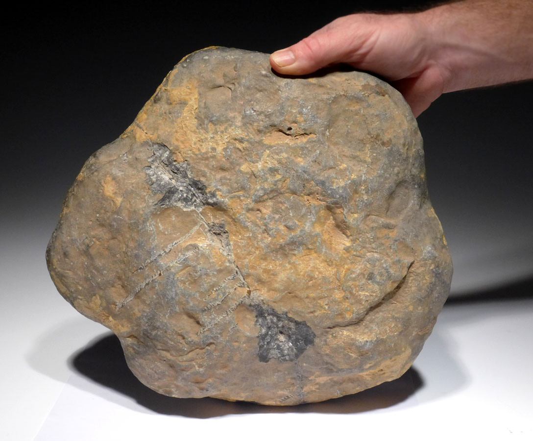 RARE DEVONIAN PRIMITIVE PLACODERM ARMORED FISH SKULL WITH