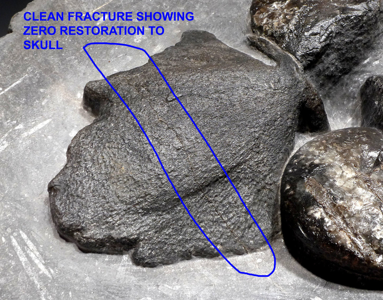 RARE DEVONIAN PRIMITIVE PLACODERM ARMORED FISH SKULL WITH GONIATITES IN CONCRETION  *F160