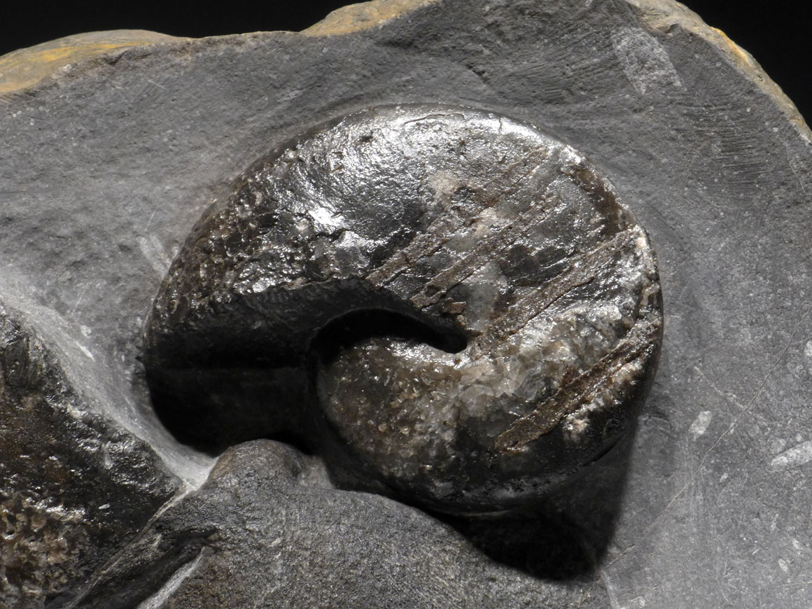RARE DEVONIAN PRIMITIVE PLACODERM ARMORED FISH SKULL WITH