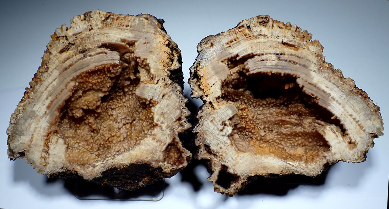 EXCEPTIONAL LARGE COMPLETE AGATIZED CORAL COLONY GEODE SLICED TO REVEAL INTERNAL STRUCTURES  *COR-043