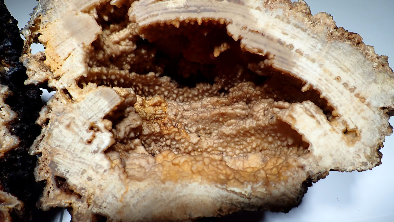 EXCEPTIONAL LARGE COMPLETE AGATIZED CORAL COLONY GEODE SLICED TO REVEAL INTERNAL STRUCTURES  *COR-043