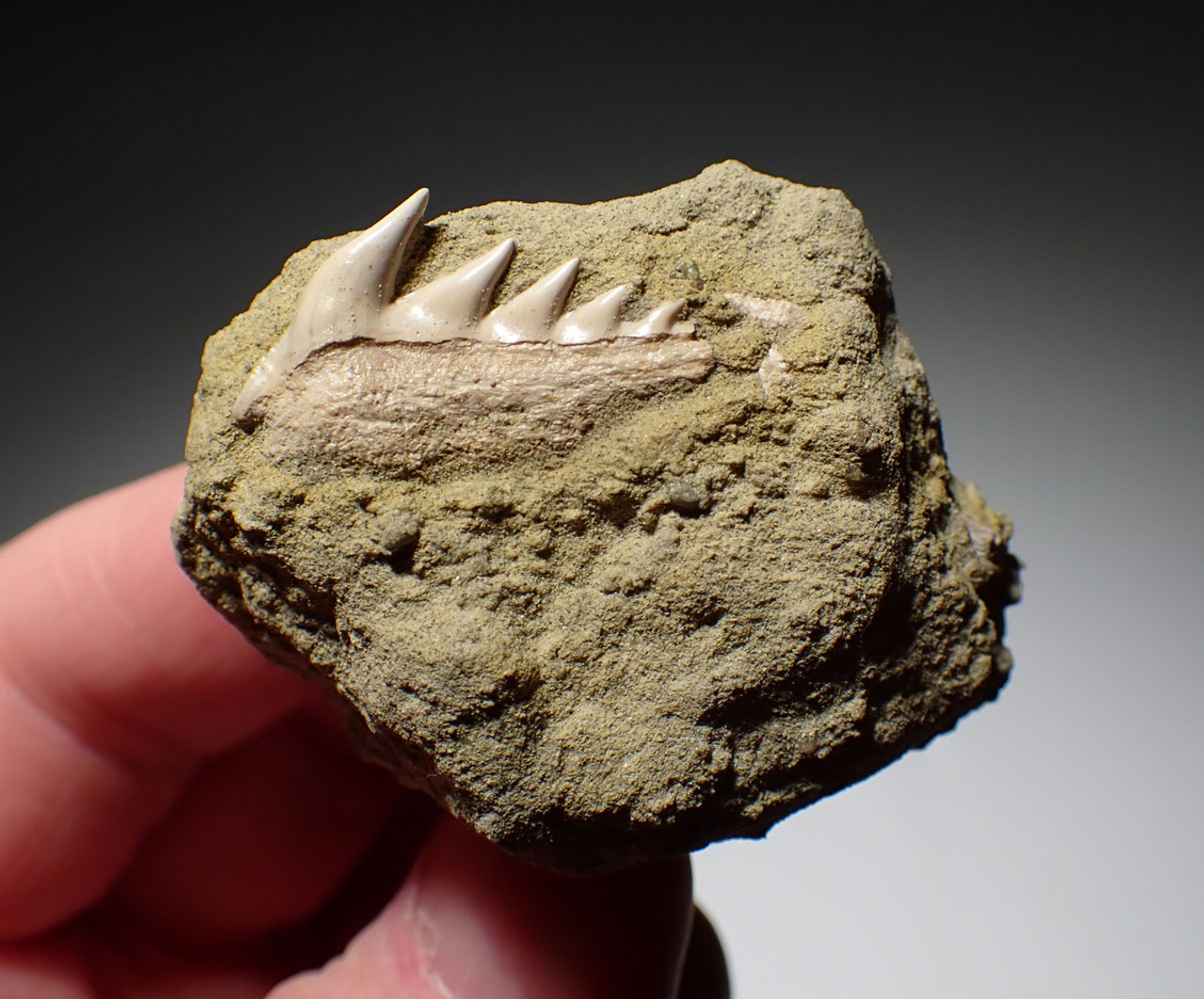 PRISTINE RARE CALIFORNIA FOSSIL SIXGILL COW SHARK HEXANCHUS ANDERSONI TOOTH IN SHARKTOOTH HILL SANDSTONE  *STH064