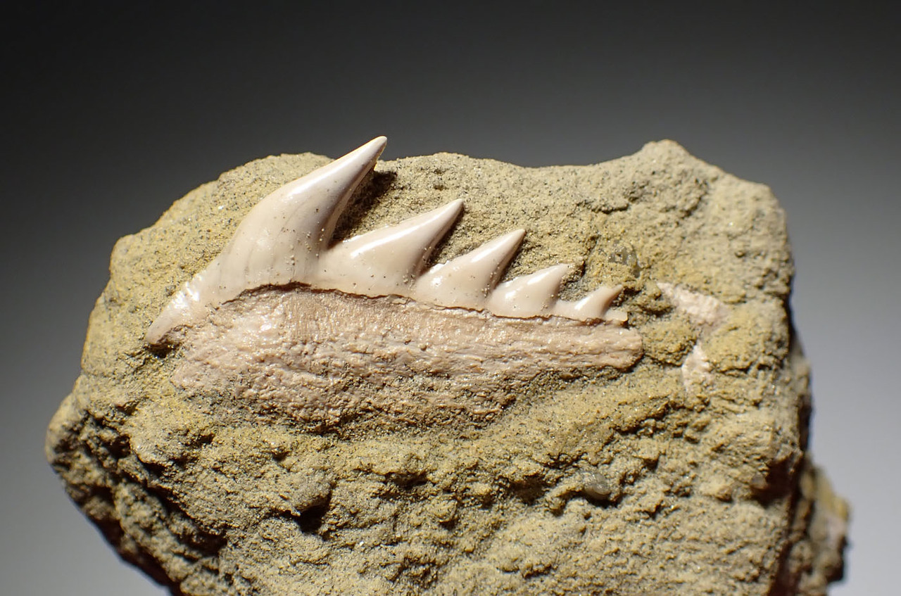 PRISTINE RARE CALIFORNIA FOSSIL SIXGILL COW SHARK HEXANCHUS ANDERSONI TOOTH IN SHARKTOOTH HILL SANDSTONE  *STH064