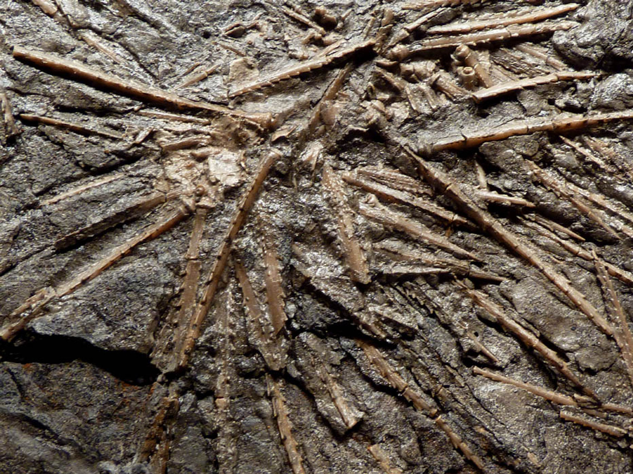 PENNSYLVANIAN PERIOD FOSSIL SEA URCHINS ARCHAEOCIDERIS ON SHALE FROM THE PENNSYLVANIAN PERIOD  *EC010