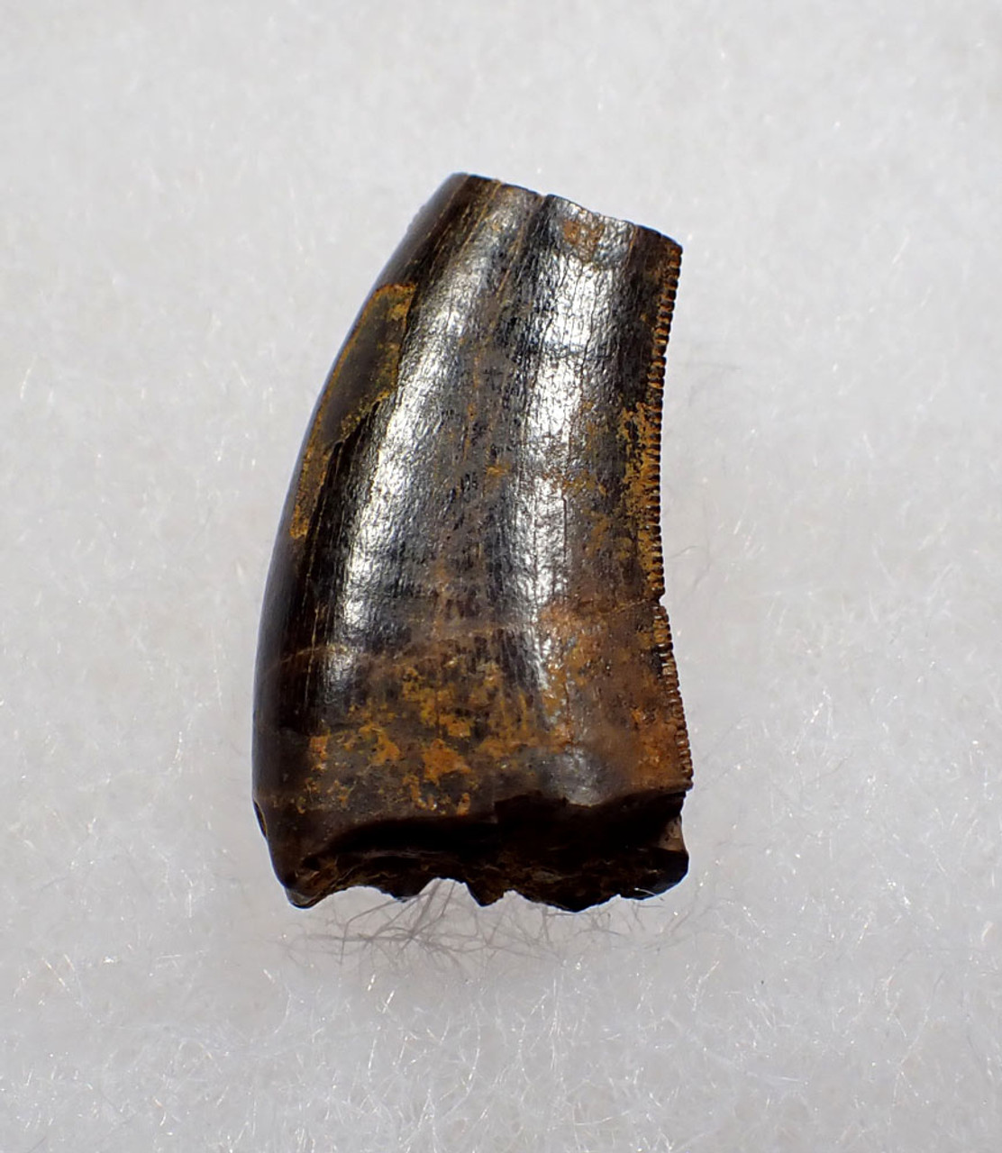 NEARLY COMPLETE JUVENILE TYRANNOSAURUS T REX FOSSIL DINOSAUR TOOTH FRAGMENT  *DT18-152