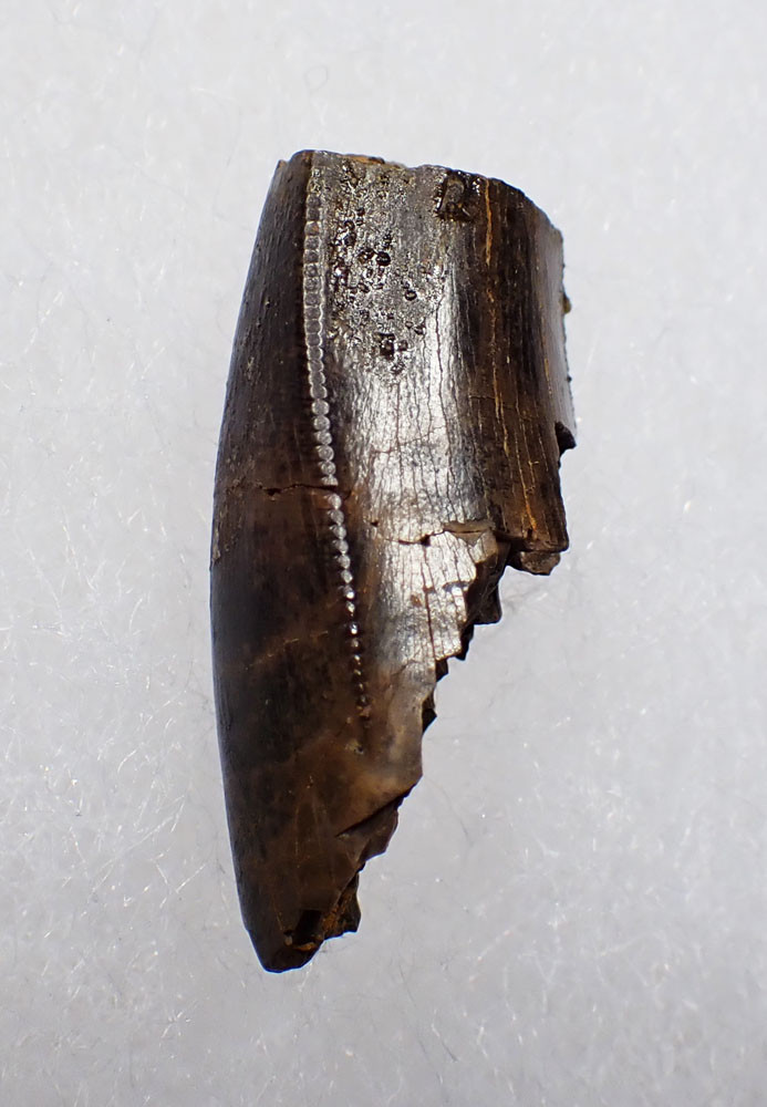 JUVENILE TYRANNOSAURUS T REX FOSSIL DINOSAUR TOOTH FRAGMENT *DT18