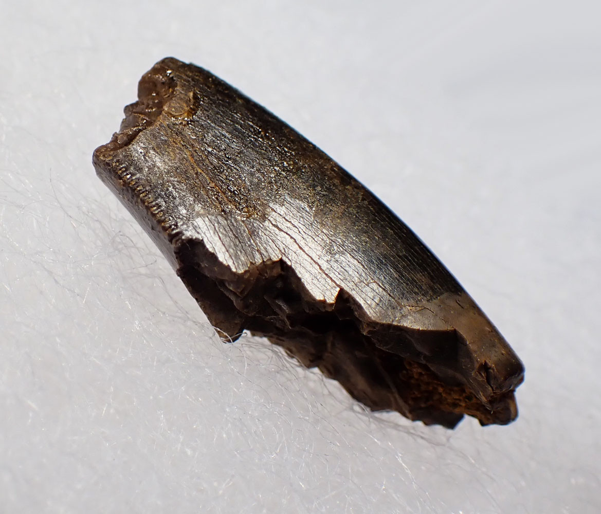 JUVENILE TYRANNOSAURUS T REX FOSSIL DINOSAUR TOOTH FRAGMENT *DT18